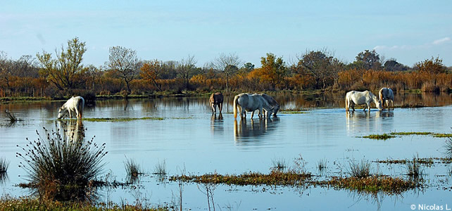 marais du Vigueirat