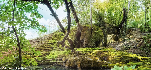 Parc national de Forêts