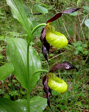 Orchidée sabot de Vénus