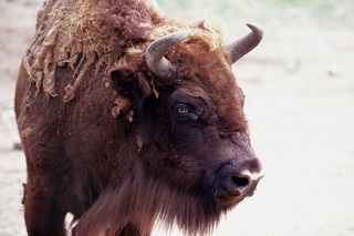 bison européen