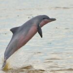 Les dauphins et poissons d’eau douce de plus en plus menacés d’après l’UICN