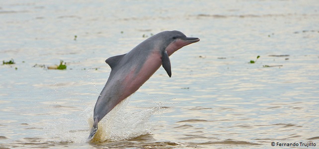 dauphin de l'orenoque