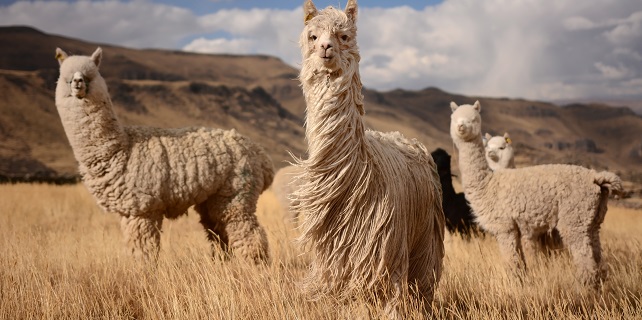 alpaga dans les andes