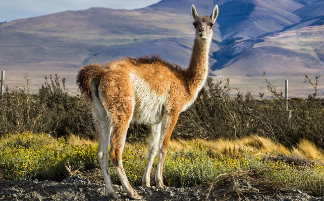 guanaco sauvage