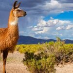 Lama, vigogne, alpaga, guanaco : quelles différences entre ces espèces ?