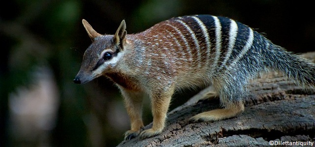 Retour du numbat en Australie