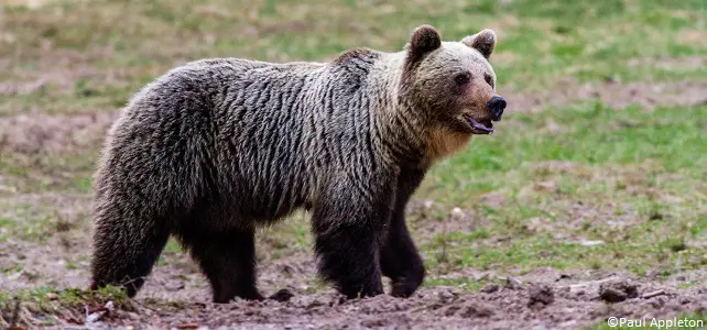Un troisième ours tué par l'homme dans les Pyrénées en 2020