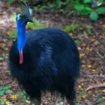 Casoar : l’oiseau emblématique pourrait-il disparaître d’Australie ?