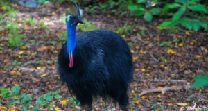 casoar à casque sauvage