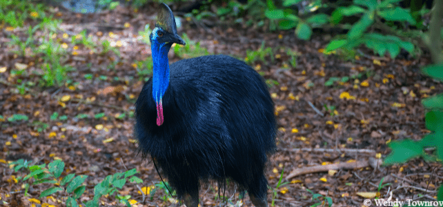 casoar à casque sauvage