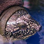 Nouvel espoir pour la tortue la plus rare au monde