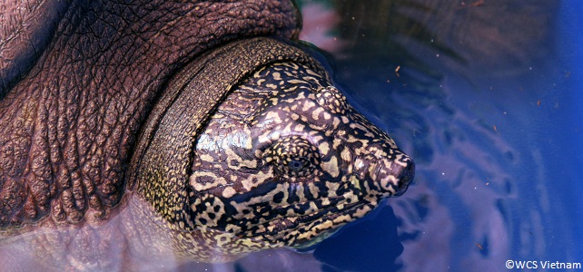 Une femelle tortue géante du Yangtsé a été découverte au Vietnam