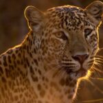La situation s’améliore pour le léopard en Inde