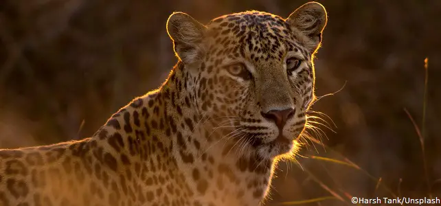 La population de léopards indiens augmente à nouveau