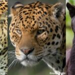 Léopard, jaguar, panthère : quelles différences ?