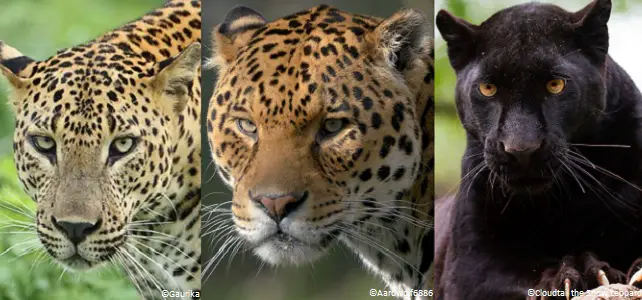 Léopard, jaguar, panthère, quelles différences ?