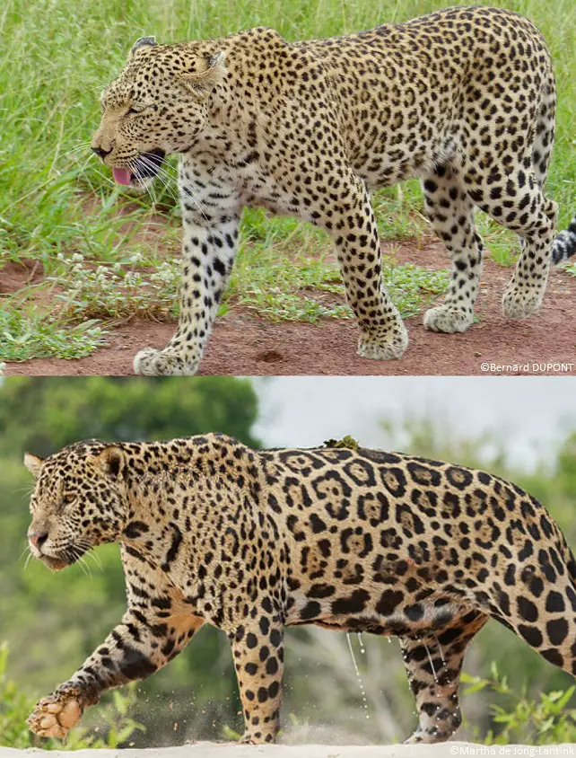 Léopard et jaguar, des taches différentes
