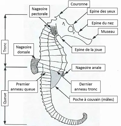 Morphologie d'un hippocampe