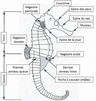 Morphologie d'un hippocampe