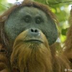 A peine découvert, l’orang-outan de Tapanuli pourrait disparaître