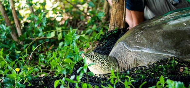 Femelle tortue géante à carapace molle Vietnam