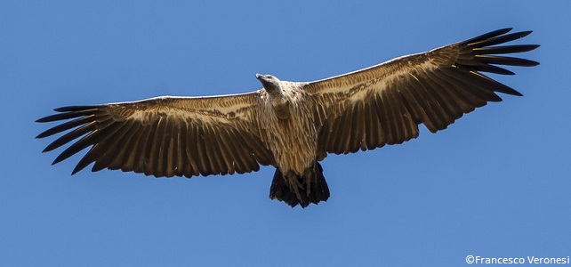 Envergure du vautour africain