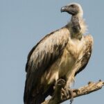 Le vautour africain ou vautour à dos blanc