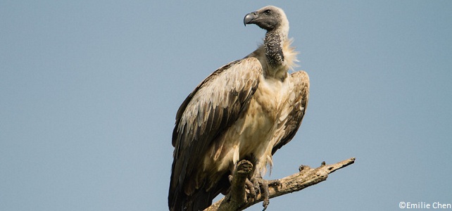 Vautour africain, espèce en danger critique d'extinction