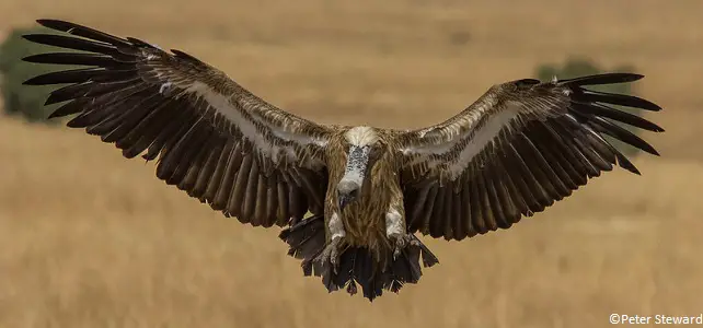 Le vautour africain, espèce menacée