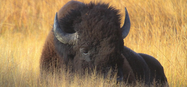 Bison d'Amérique