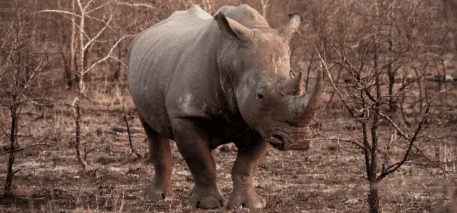 rhinoceros afrique du sud