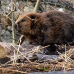 Record attendu de réintroductions de castors en Grande-Bretagne