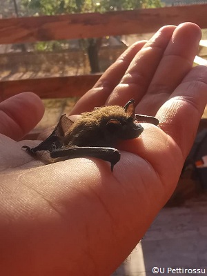 Chauve-souris soignée par le centre