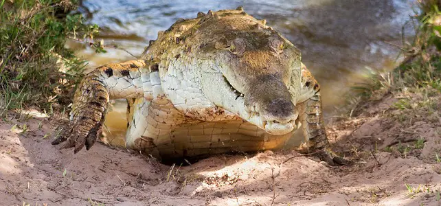 Crocodile de l'Orénoque sortant de l'eau