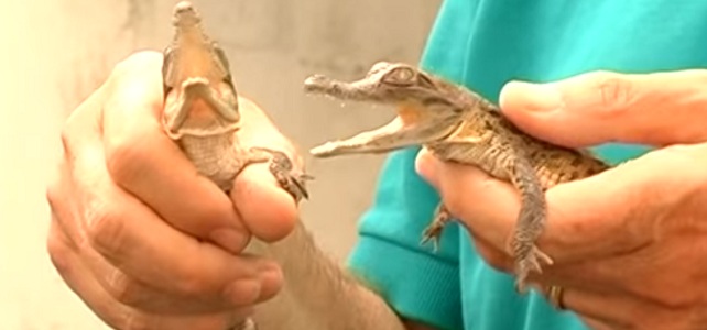 Bébés crocodiles de l'Orénoque