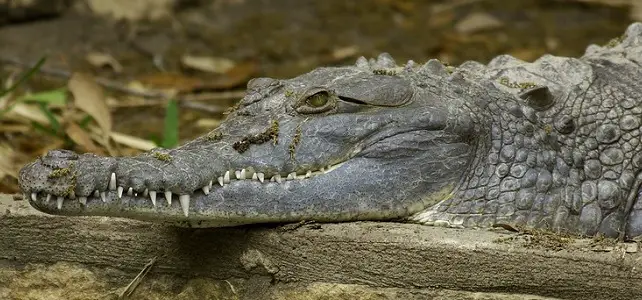 Crocodile de l'Orénoque en captivité