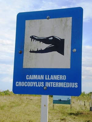 Zone de présence du crocodile de l'Orénoque 