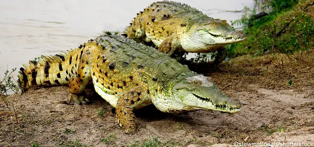 Crocodile de l'Orénoque (Crocodylus intermedius)