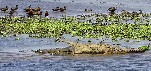 Crocodile de l'Orénoque au soleil