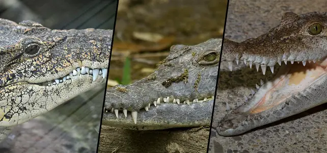 Crocodiles les plus menacés au monde