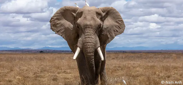 Les éléphants d’Afrique : deux espèces, toutes menacées