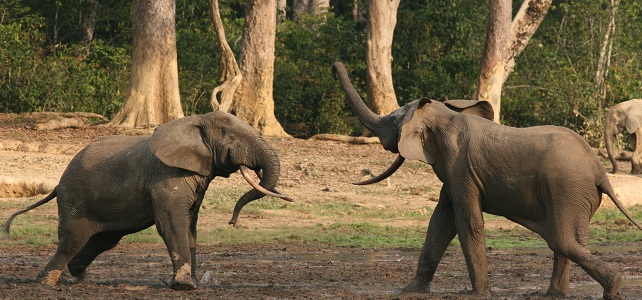 Éléphants de forêt