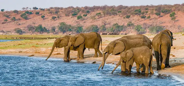 Groupe d'éléphants au Botswana