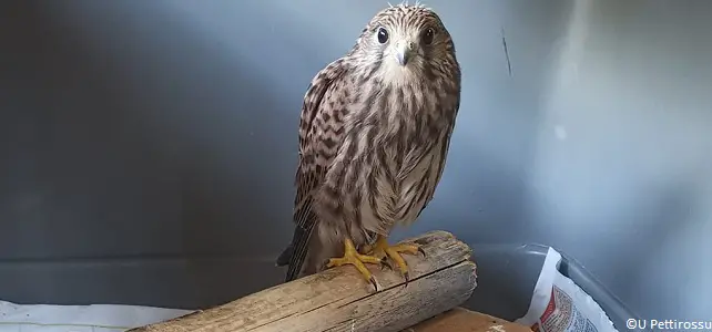 Jeune faucon crécerelle