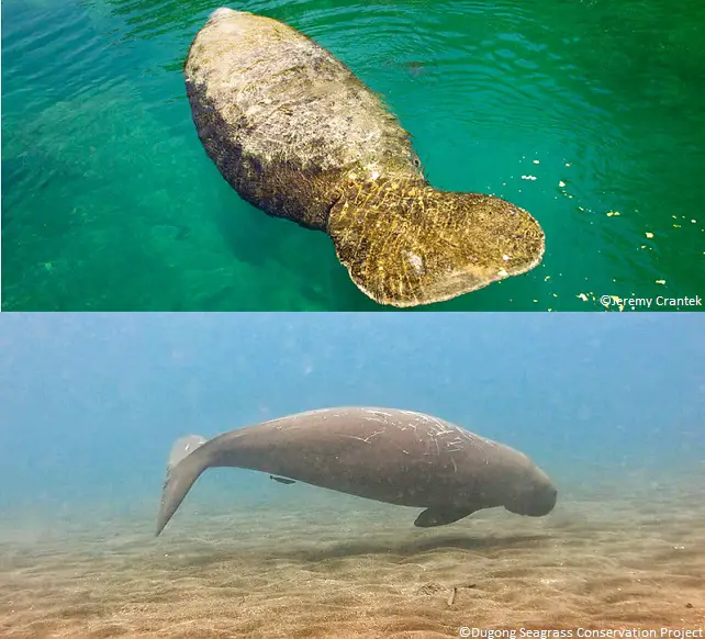 Le lamantin et le dugong ont des queues distinctes