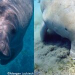 Lamantin ou dugong : quelles sont les principales différences ?