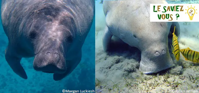 Différences entre un lamantin et un dugong