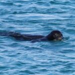 Découverte d’une pouponnière secrète de phoques moines de Méditerranée