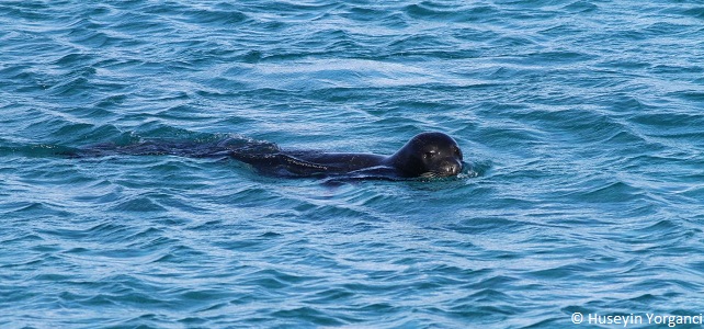 Phoque moine de Méditerranée