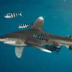 Déclin des requins : l’exemple du requin longimane